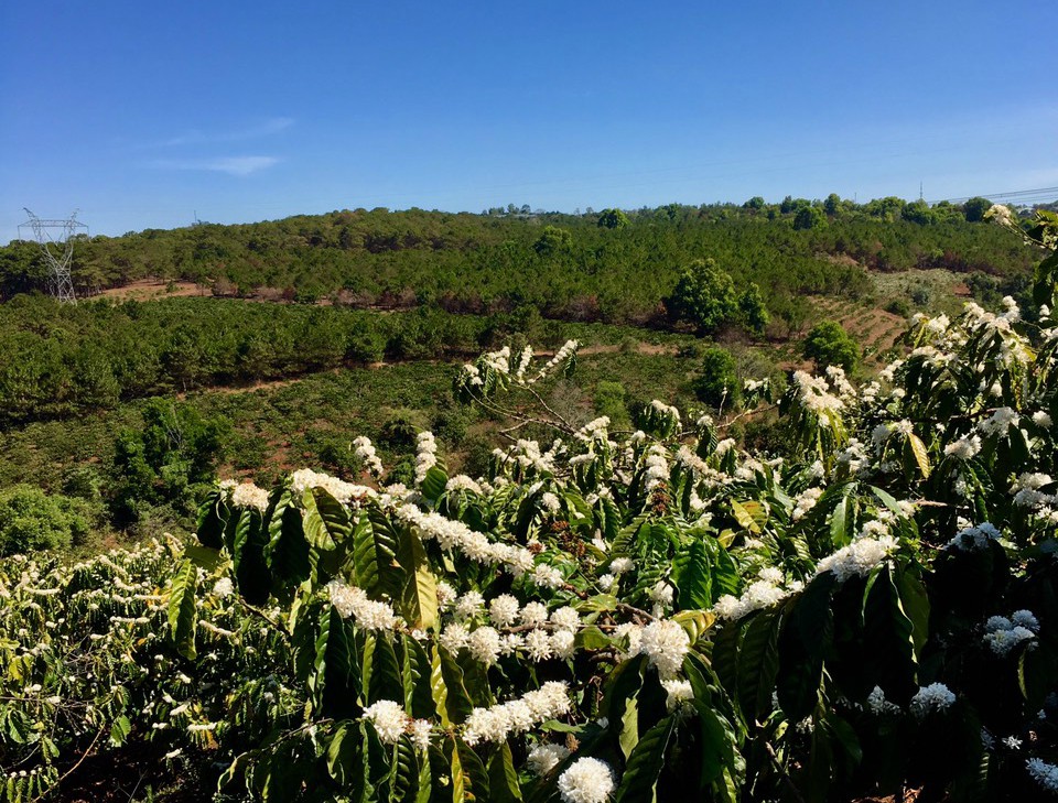 Coffee harvesting